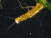 Nymph struggling its way out